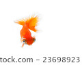 Goldfish 14 23698923