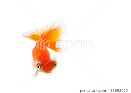 Goldfish 14 23698923