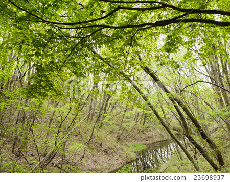 Northern part of Sendai city, Miyagi prefecture library Nature rich hilly land forest on the south side "Way of Booklet" Vegalta Sendai Exclusive practice area Northern part of Sendai city, Miyagi prefecture library Nature rich hilly land forest on the south side "Way of Booklet" Vegalta Sendai Exclusive practice area 23698937