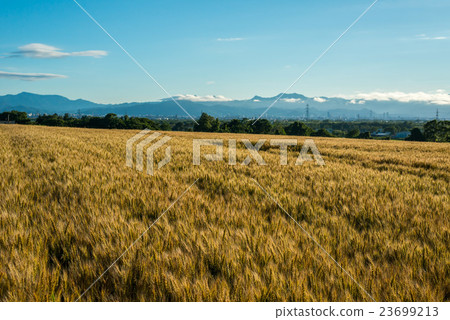 Wheat field 23699213