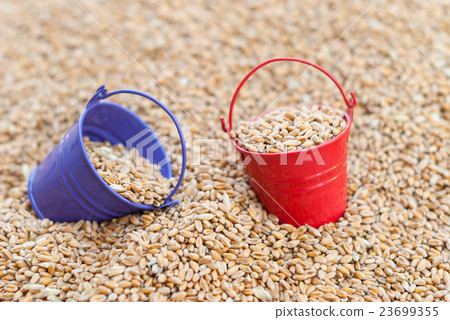 Coloured buckets of wheat. 23699355