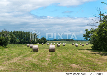Grass roll Grass roll 23699899
