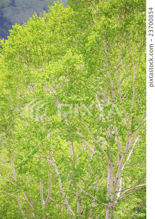 White birch 23700854