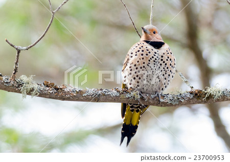 Happy Yellow shafted flicker, Colaptes auratus Happy Yellow shafted flicker, Colaptes auratus 23700953