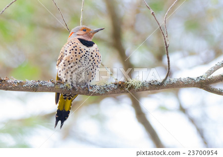 Happy Yellow shafted flicker, Colaptes auratus 23700954