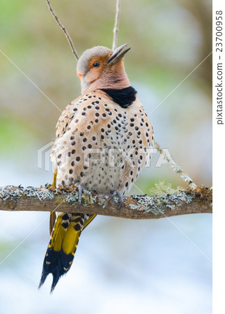 Happy Yellow shafted flicker, Colaptes auratus 23700958
