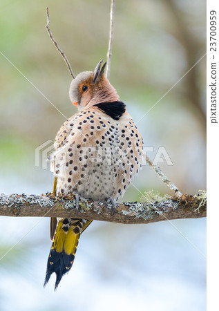 Happy Yellow shafted flicker, Colaptes auratus 23700959