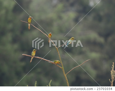 Hario Hachikui 23701034