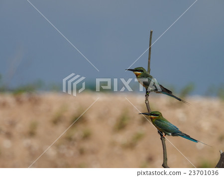 Hario Hachikui Hario Hachikui 23701036