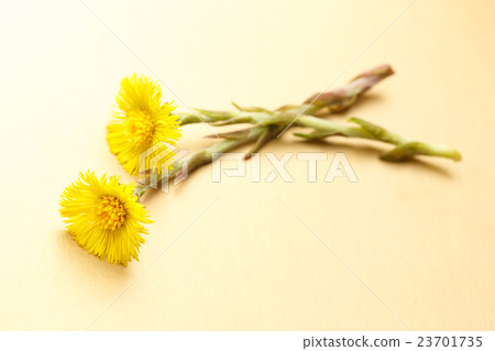 Fresh spring flowers foalfoots 23701735