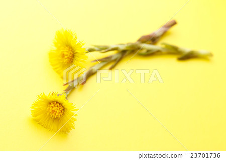 Fresh spring flowers foalfoots Fresh spring flowers foalfoots 23701736