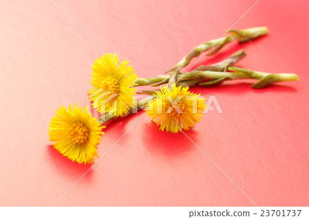 Fresh spring flowers foalfoots Fresh spring flowers foalfoots 23701737