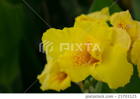 美人蕉(Cannidae) 美人蕉(Cannidae) 23703125
