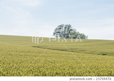 Wheat field hill 23704478