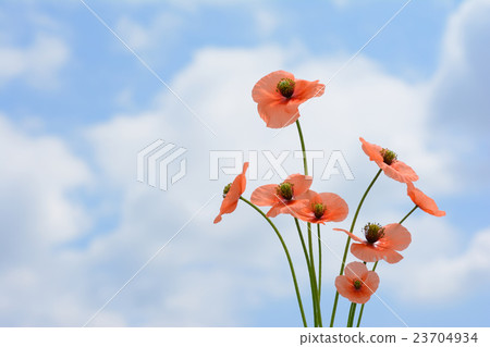鴉片花藍天背景 鴉片花藍天背景 23704934
