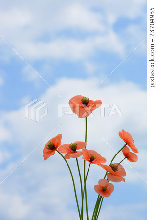 鴉片花藍天背景 鴉片花藍天背景 23704935