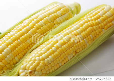 玉米 23705892