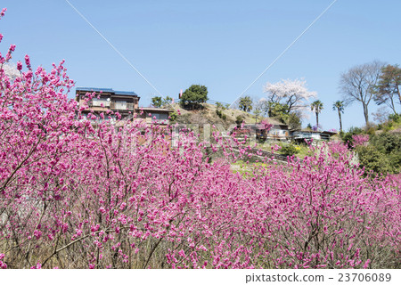 Hanamo的故鄉 23706089