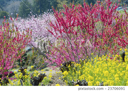 Hanamo的故鄉 23706091