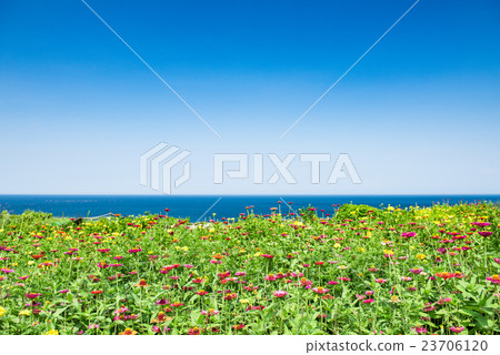 Flower field with sea view Flower field with sea view 23706120