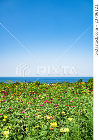 Flower field with sea view 23706121