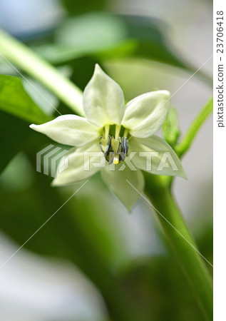 盛開的鮮花 盛開的鮮花 23706418