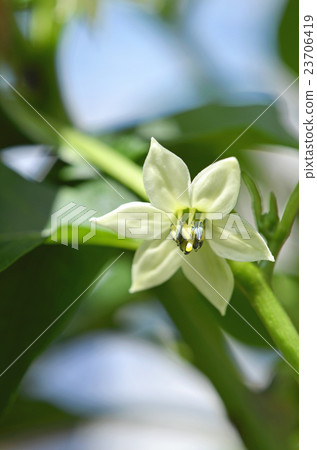 盛開的鮮花 盛開的鮮花 23706419