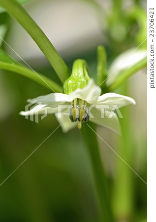 Blooming flowers Blooming flowers 23706421