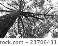 bottom up view of a durian tree 23706431
