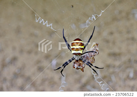 Nephila spider Nephila spider 23706522
