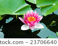 Water lily 23706640