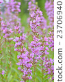 Lythrum 23706940
