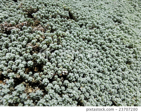 Sanssou Sou 23707280