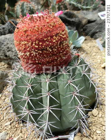 Merokakutasu 23707281