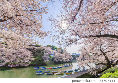 Chidorigafuchi的櫻花 Chidorigafuchi的櫻花 23707344