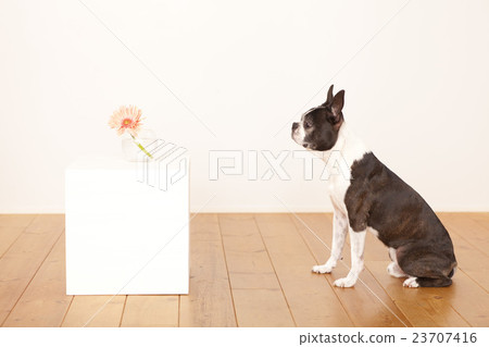Boston Terrier Flower 23707416