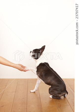波士頓梗犬訓練 波士頓梗犬訓練 23707417