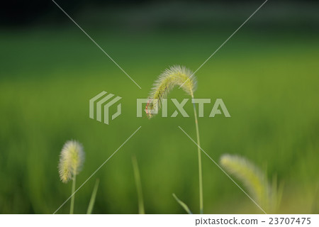 Setaria viridis Setaria viridis 23707475