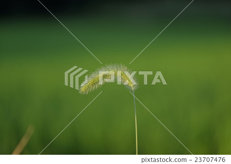Setaria viridis Setaria viridis 23707476