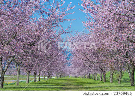 An Asakusamu Sakura of Kita Asaba 23709496