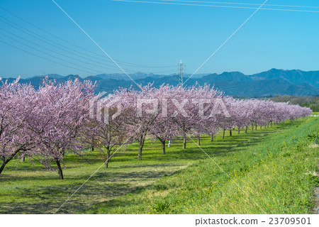 An Asakusamu Sakura of Kita Asaba An Asakusamu Sakura of Kita Asaba 23709501