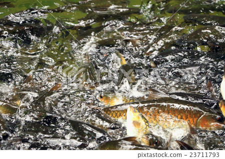 Shoal of fish in the waterfall 23711793