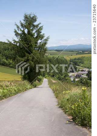 Biei的一棵樹在小山鎮 23715640