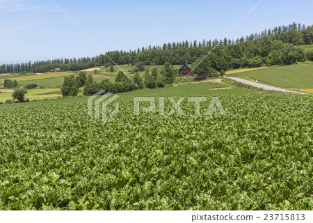 Countryside scenery of Biei-cho Panorama Road 23715813