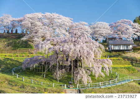 Cherry blossoms of the fall 23715927