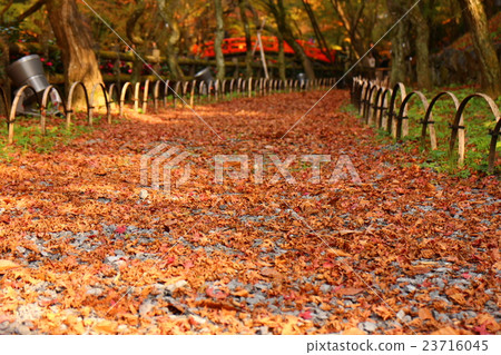 Pathway created by dead leaves 23716045