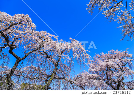 Cherry blossoms of the Kiso River 23716112