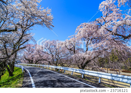Cherry blossoms of the Kiso River Cherry blossoms of the Kiso River 23716121