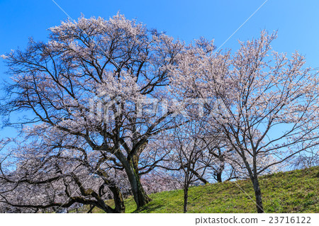 Cherry blossoms of the Kiso River Cherry blossoms of the Kiso River 23716122