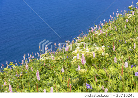 Momoiwa walking trail of Rebun Island 23716245